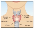 Thyroid Diagram